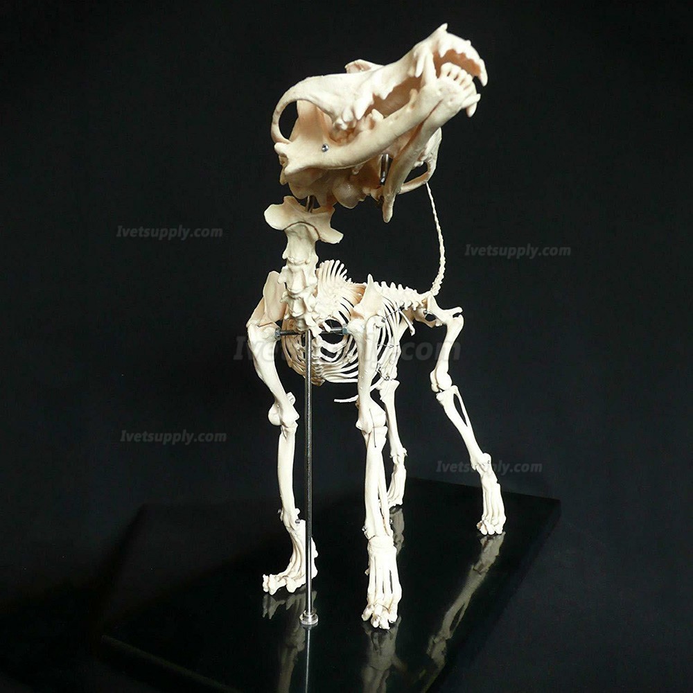 Dog Canine Skeleton Education Study Demonstration Model